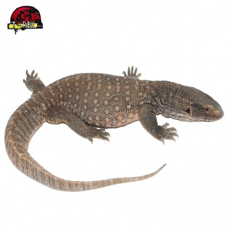 Varanus exanthematicus Legalizado