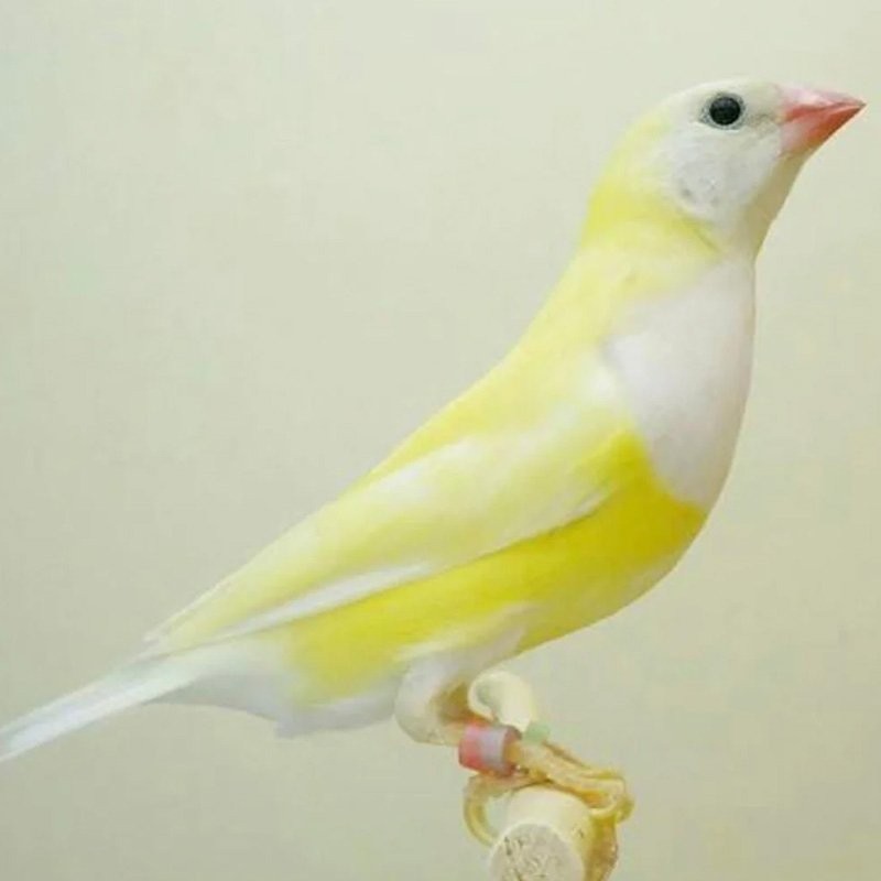 Diamante Gould Pastel