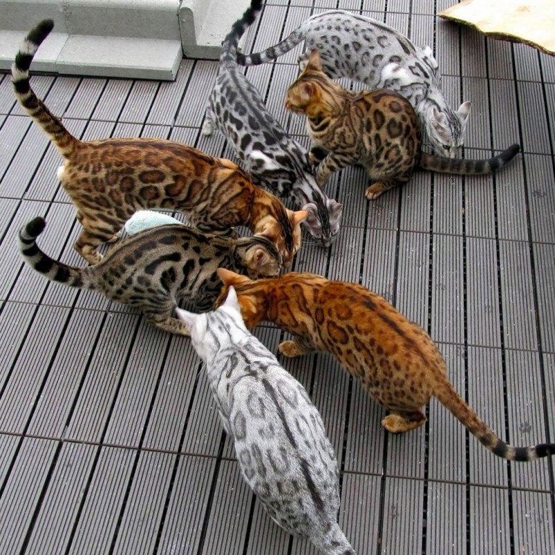 Filhote de gato bengal cat Filhote de gato bengal cat