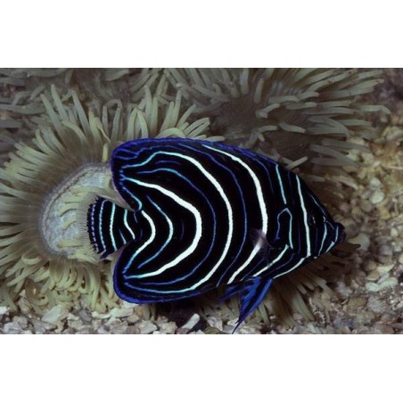 KORAN ANGEL POMACANTHUS SEMICIRCULATUS