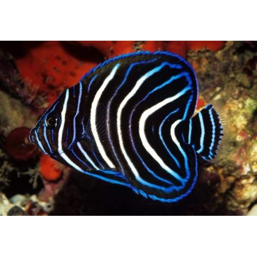 KORAN ANGEL POMACANTHUS SEMICIRCULATUS
