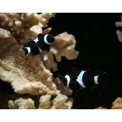OCELLARIS BLACK CLOWN - AMPHIPRION OCELLARIS PQ