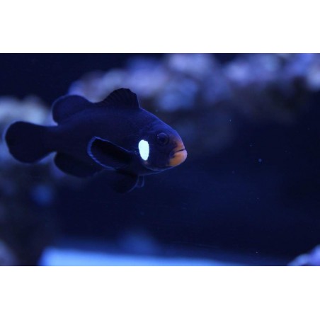 OCELLARIS BLACK DOMINÓ CLOWN TB - AMPHIPRION OCELLARIS