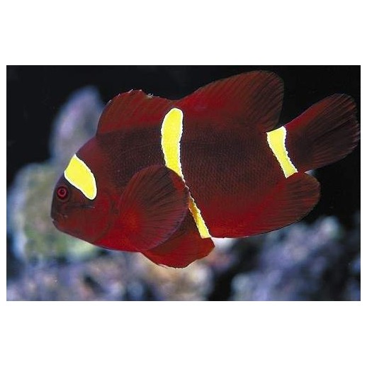 MAROON GOLD CLOWN - PREMNAS BIACULEATUS