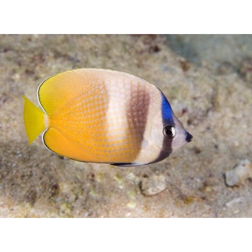 KLEINI BUTTERFLY - CHAETODON KLEINII