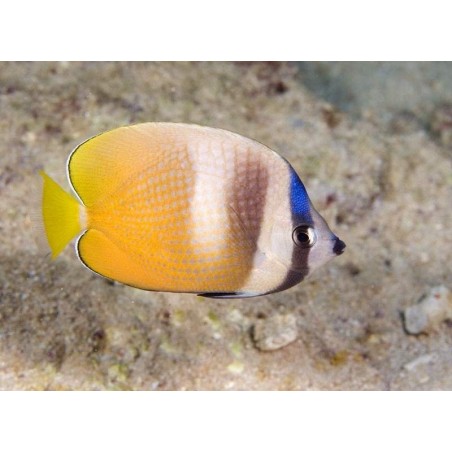 KLEINI BUTTERFLY - CHAETODON KLEINII