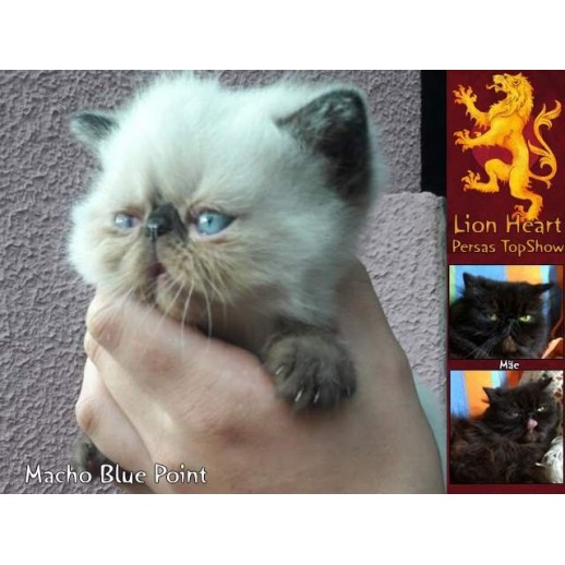 Gato Exótico Blue Point Macho