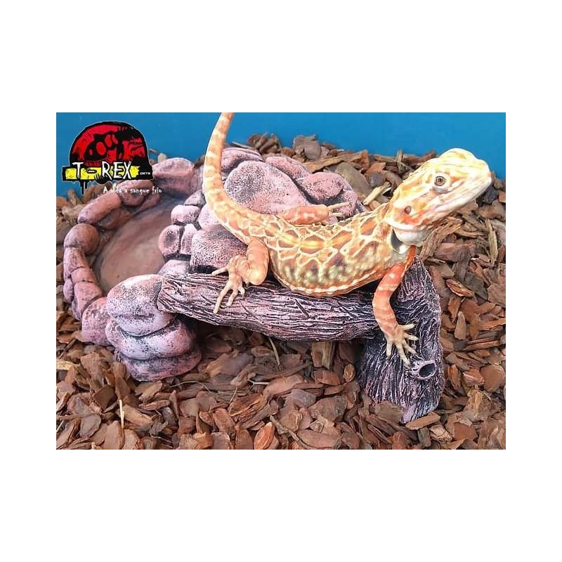 Toca Tronco Terrário | Corn Snake