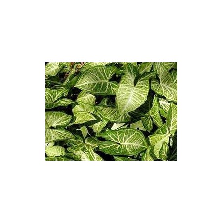 Planta Viva - Syngonium 