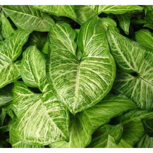 Planta Viva - Syngonium 