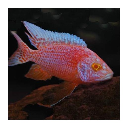 comprar peixes ciclideos