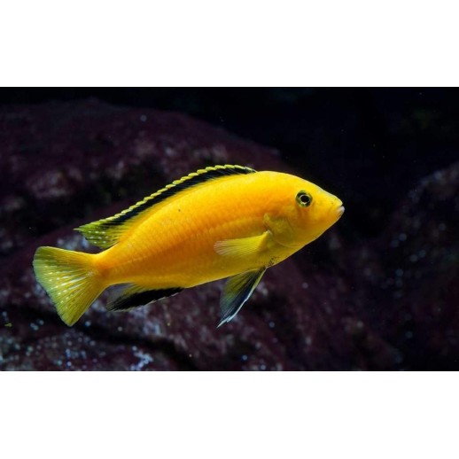 AULONOCARA STUARTGRANTI BLUE NEON 3 cm