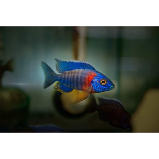 AULONOCARA STUARTGRANTI BLUE NEON 3 cm