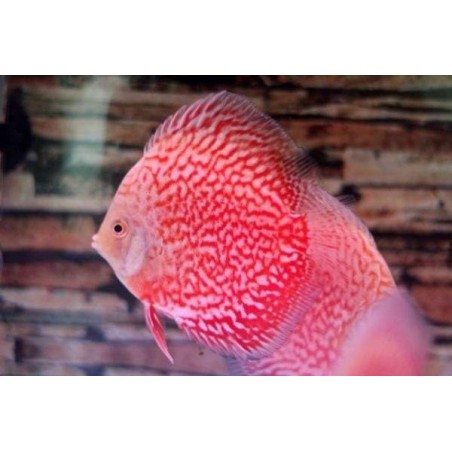 peixe acara disco a venda