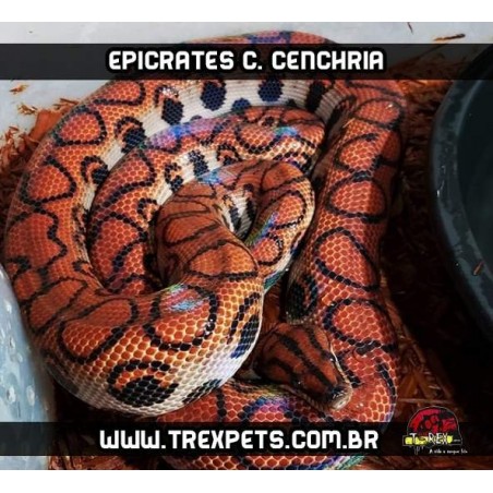 Jibóia Arco-Íris ( Epicrates c. cenchria )