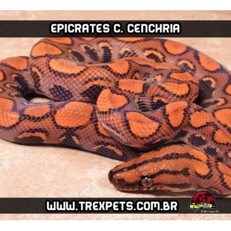 Jibóia Arco-Íris ( Epicrates c. cenchria )