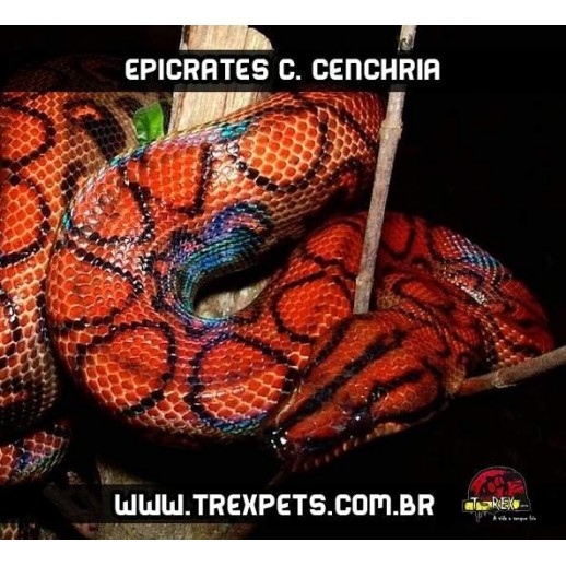 Jibóia Arco-Íris ( Epicrates c. cenchria )