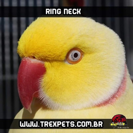 Comprar Ring Neck Londrina
