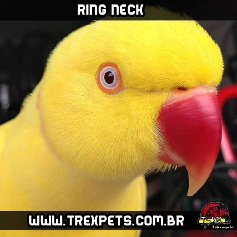 Comprar Ring Neck Maringá
