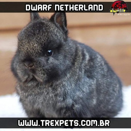 Venda de Mini coelho netherland