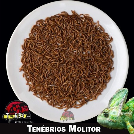 Larvas de tenebra alimento vivo
