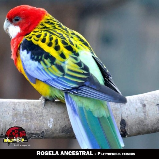 Criadouro roselas curitiba maringá