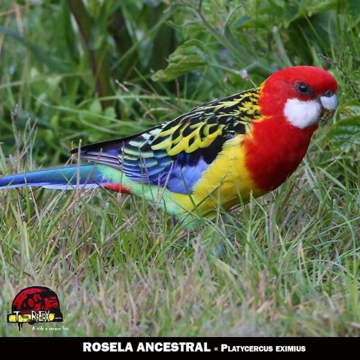 criatório de roselas eximius