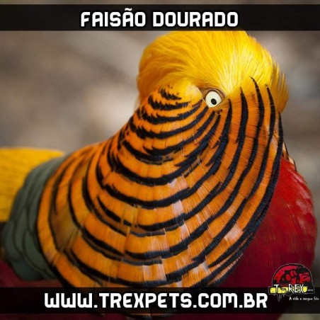 comprar faisão dourado