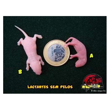 Lactantes sem pelo (Camundongo Congelado)