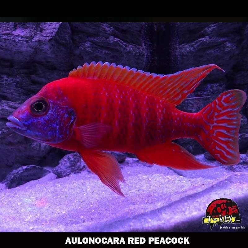 comprar peixes ciclídeos africano