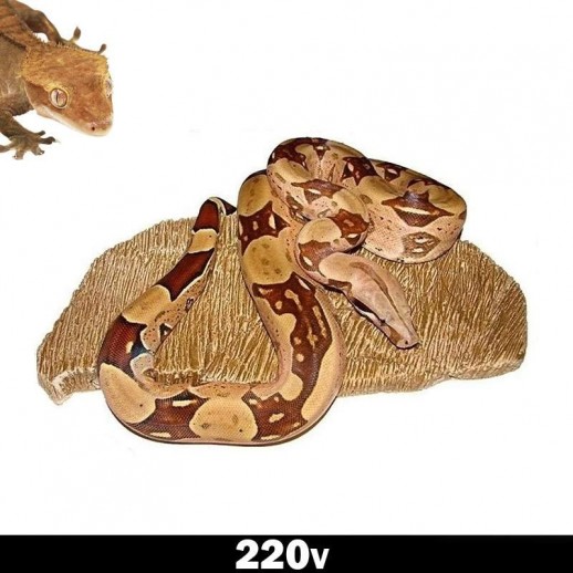 pedra aquecedora repteis