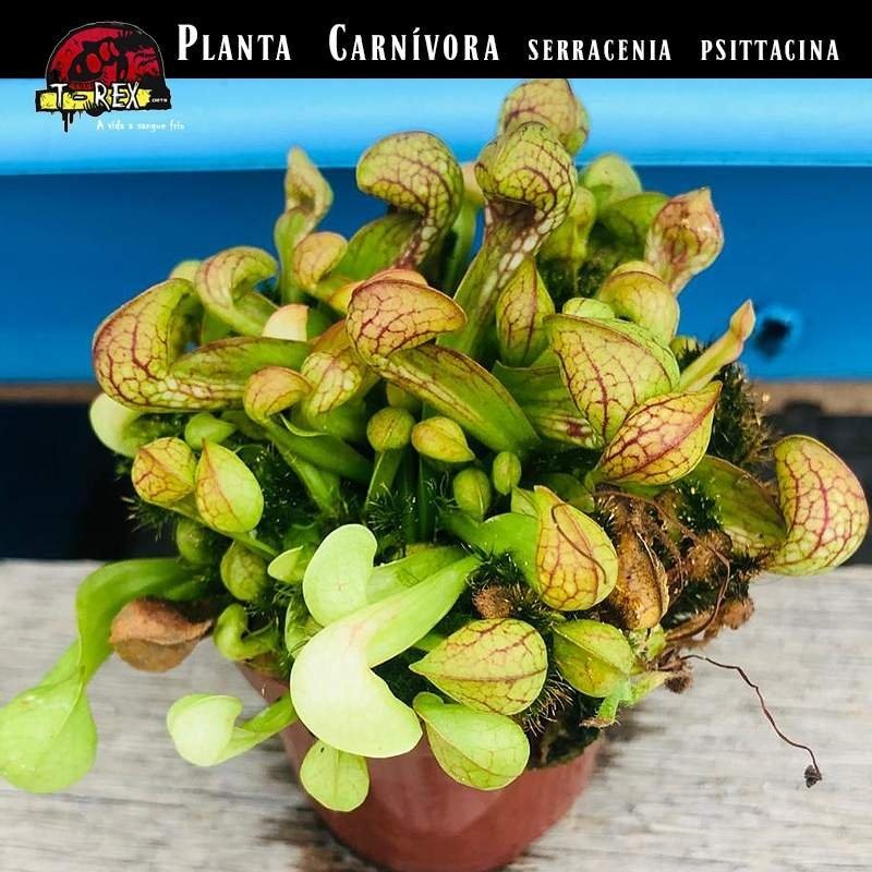 Sarracenia Carnívora Viva | Planta Jarra Que Atrapa Moscas Y Mosquitos | Fácil De Cuidar - DECOALIVE