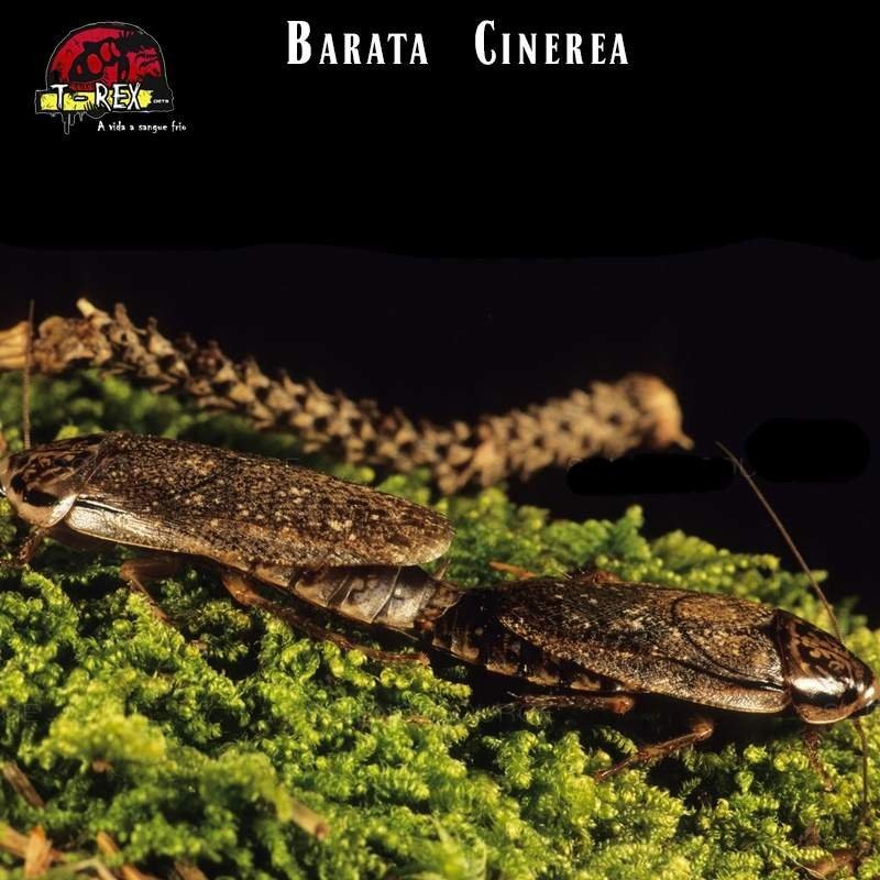 comprar barata cinerea alimento vivo