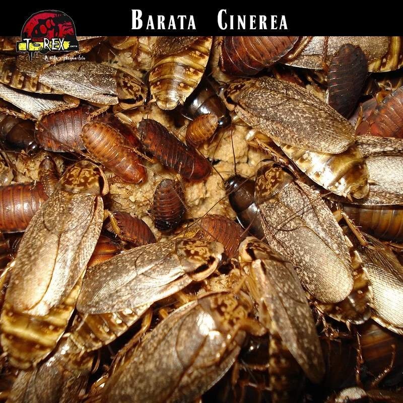 baratinha cinerea alimento vivo
