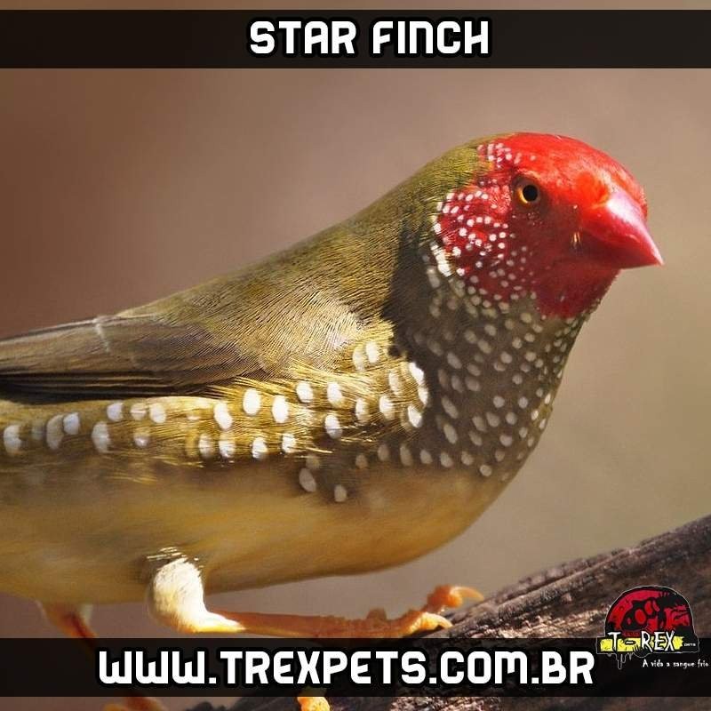 comprar star finch