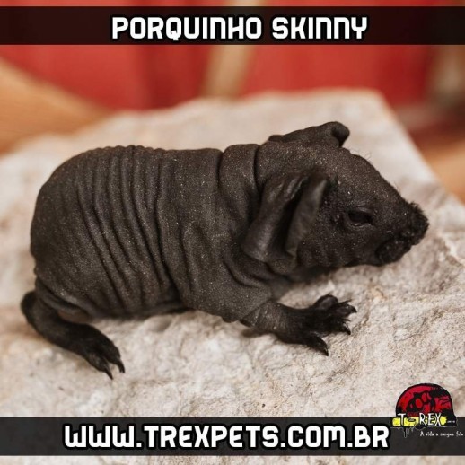 Porquinho da Índia