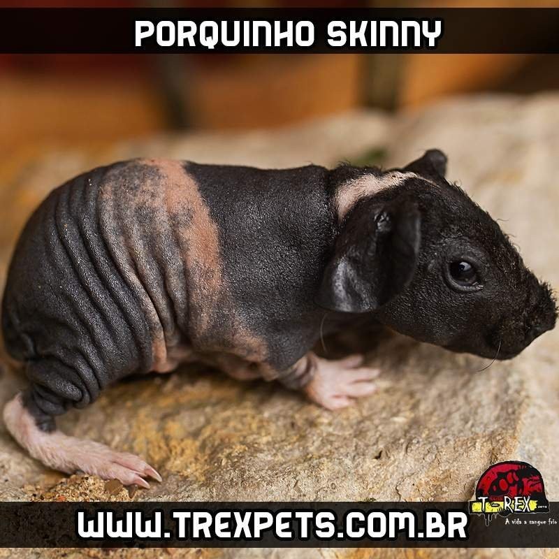 Criação porquinho da índia sem pêlos