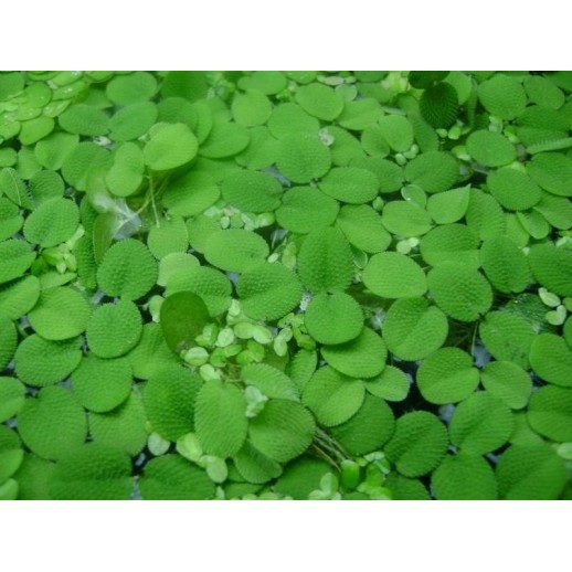 Salvínia auriculata