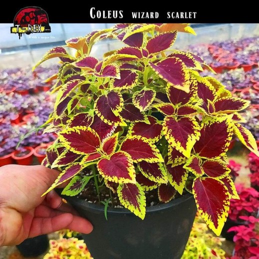 Muda de Coleus Amarelo
