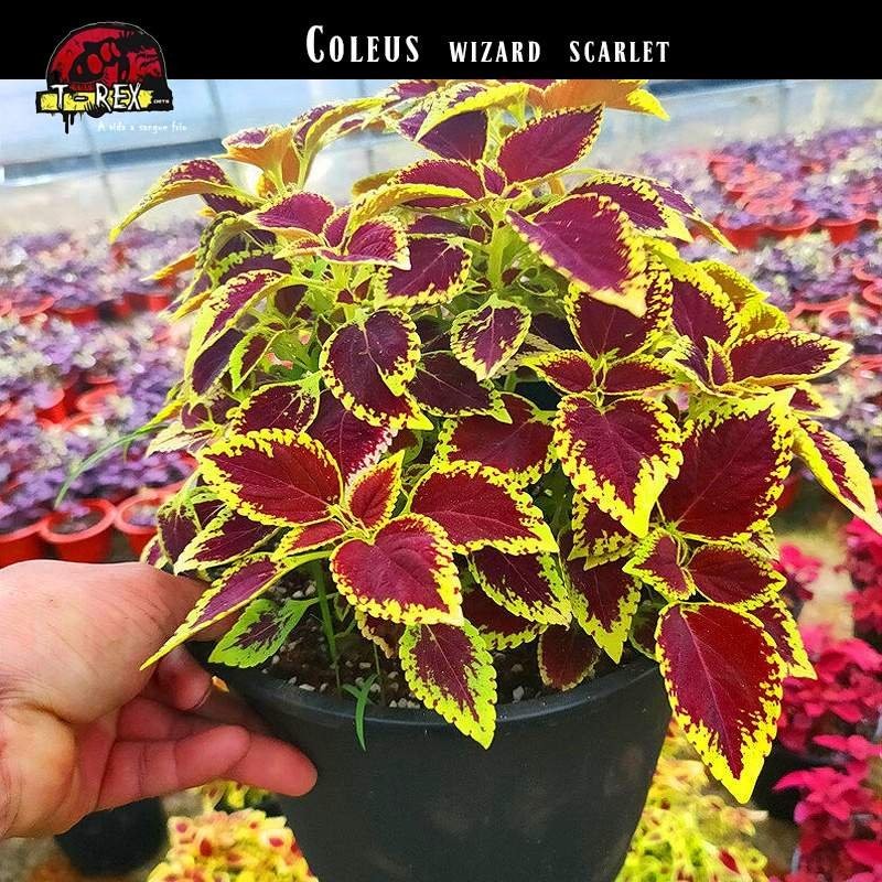 Muda de Coleus Amarelo