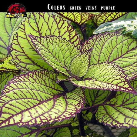 Muda de Coleus