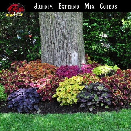 Muda de Coleus Jardim Coleus