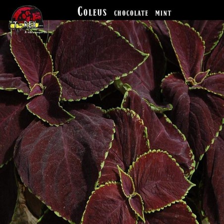 venda de planta coleus