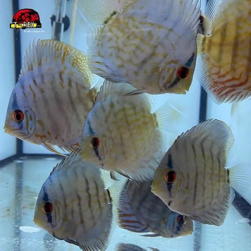 Peixe Acará Disco Azul Turquesa