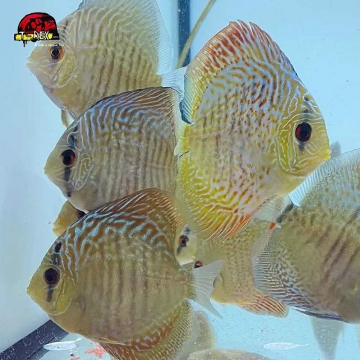 aquario de acara disco