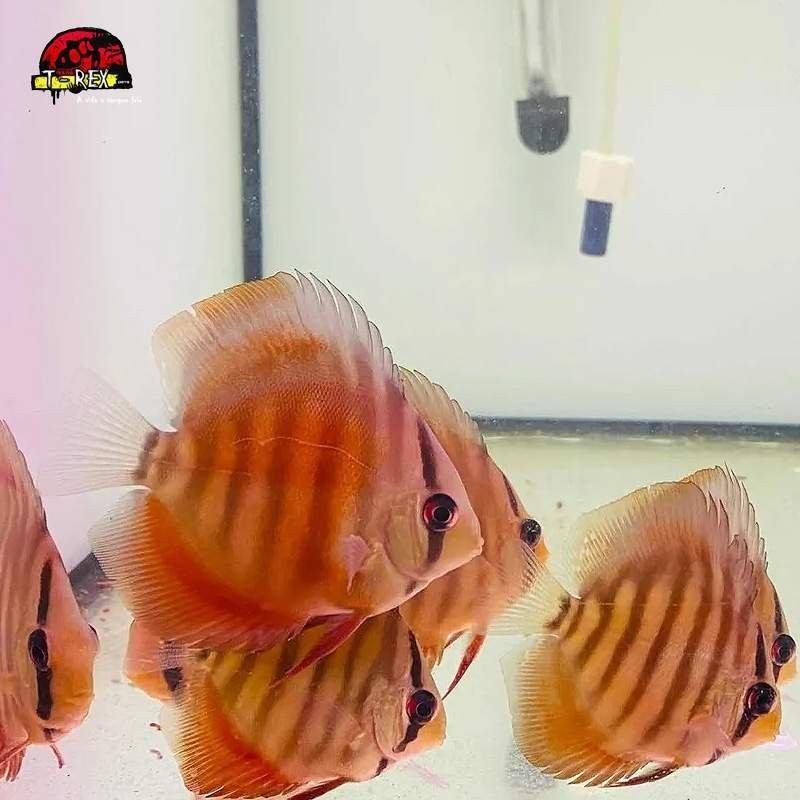 comprar peixes disco online