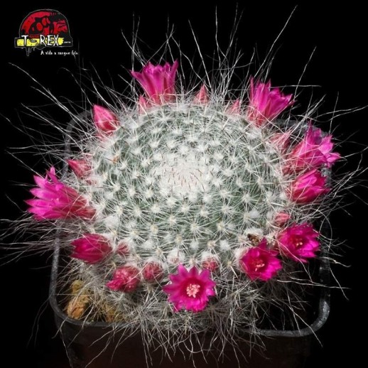 Muda de Cacto - Mammillaria...
