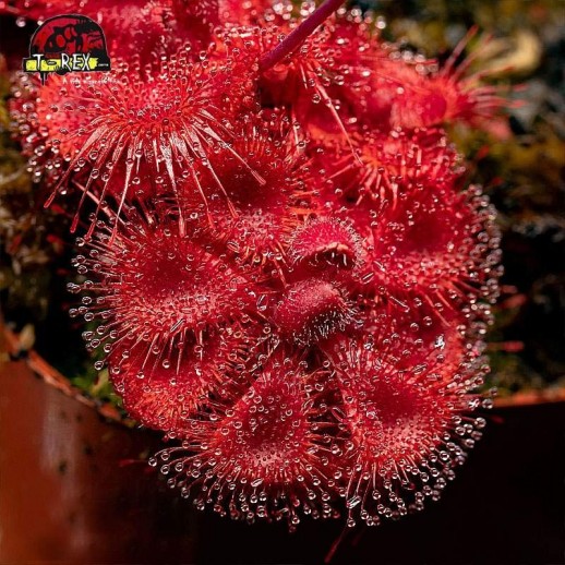 Muda de Planta Carnívora -...
