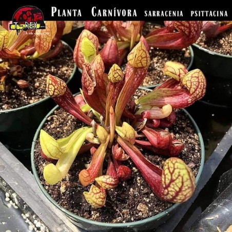 Sarracenia psitacinna