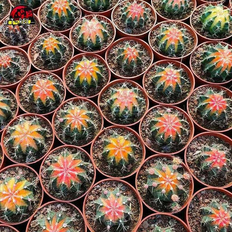 Cactos coloridos